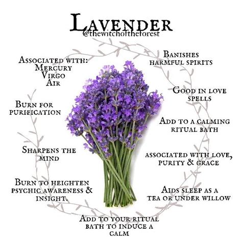 Lavender for Beauty Spells: Enhancing your Natural Radiance with its Magickal Energy
